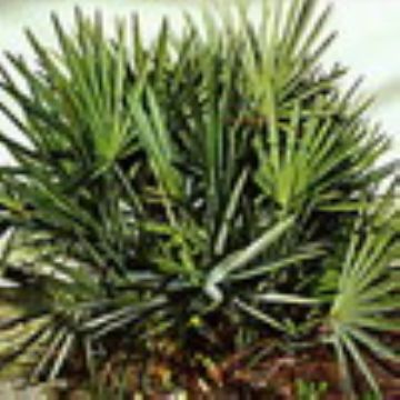 Saw Palmetto Berry Extract Powder